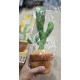 Dancing Cactus Talking Toy